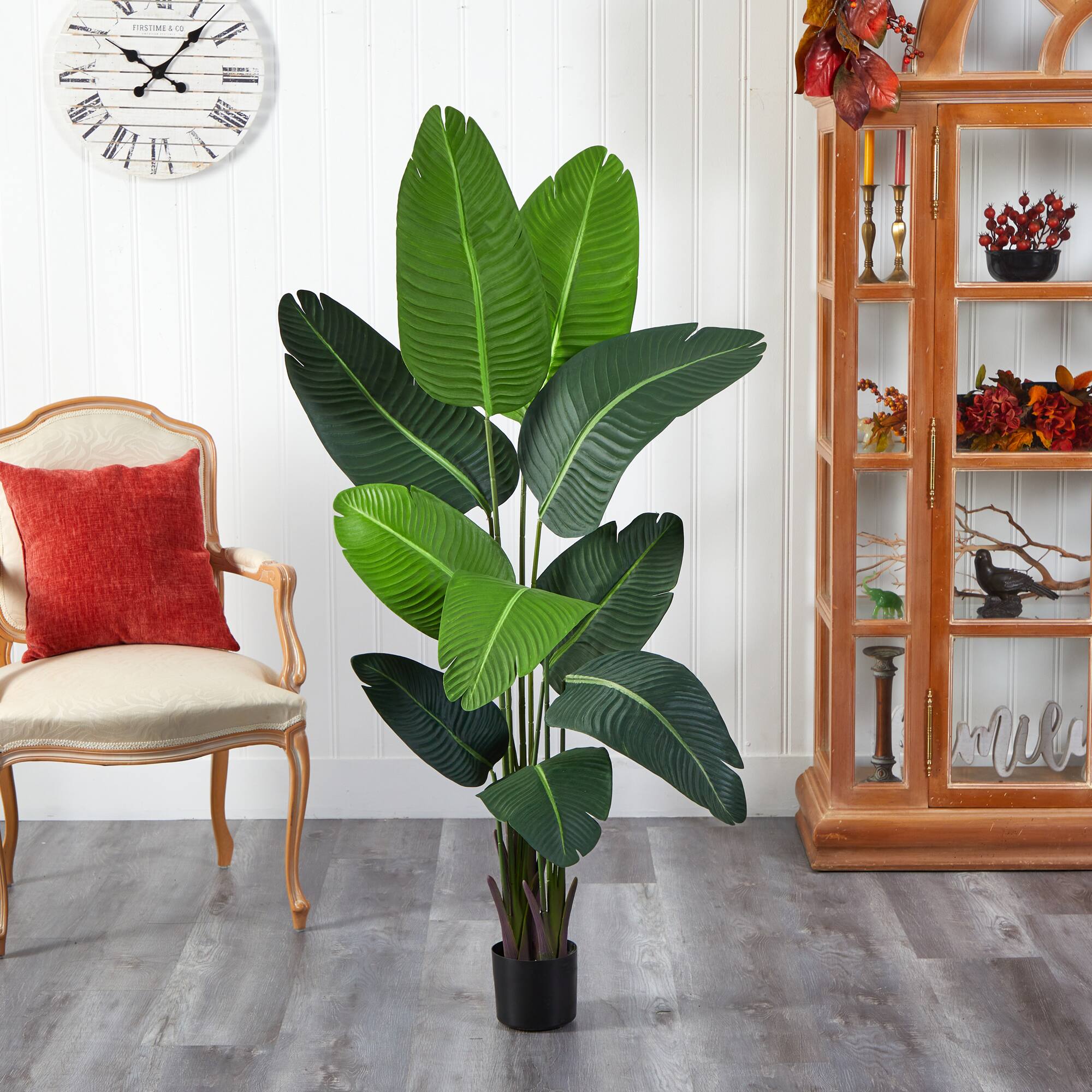 5ft. Potted Travelers Palm Tree